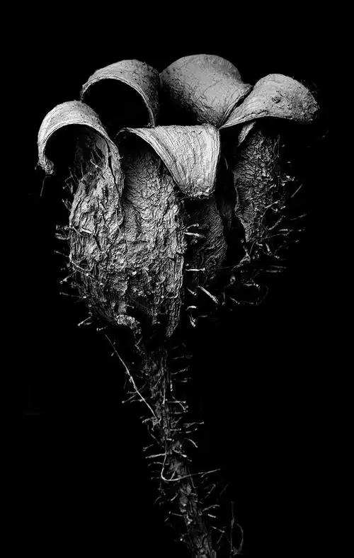 微观艺术下枯萎的植物黑白艺术照片-非常精细的细节,描绘了生命周期的