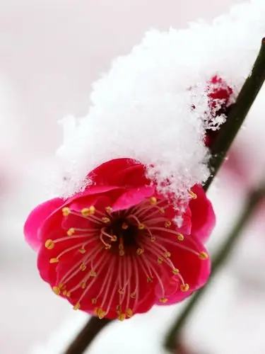 傲雪红梅