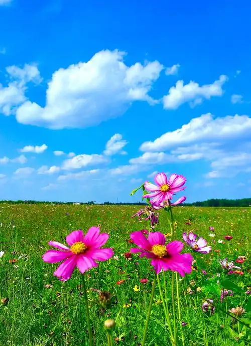 格桑花它又称格桑梅朵在藏语的意思中格桑代表幸福所以也可以叫幸福花