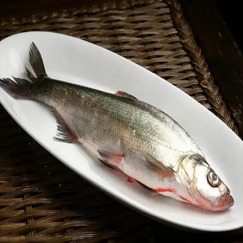 供应优质鲜活无公害翘白鱼