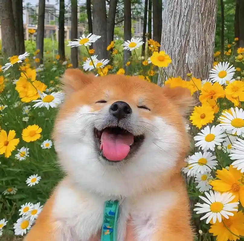 柴犬狼性意识非常强,柴犬爱干净爱打理.