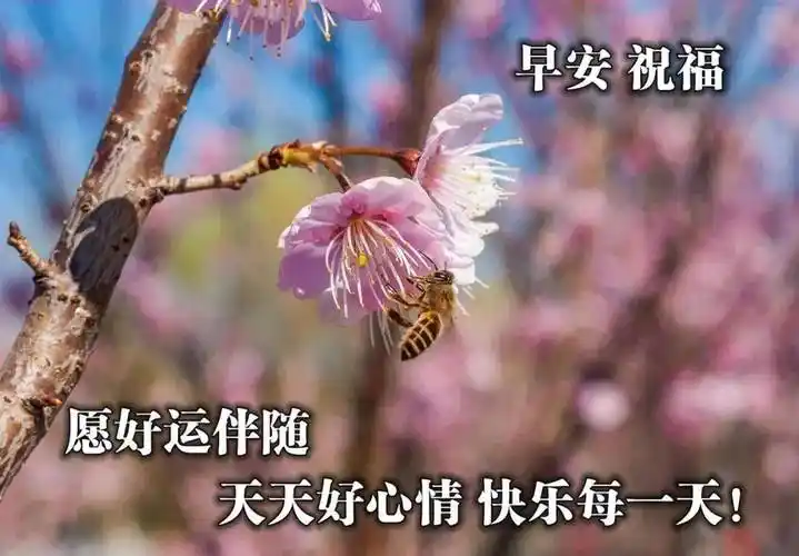 免打字朋友圈早上好问候图片带字-旺易创业