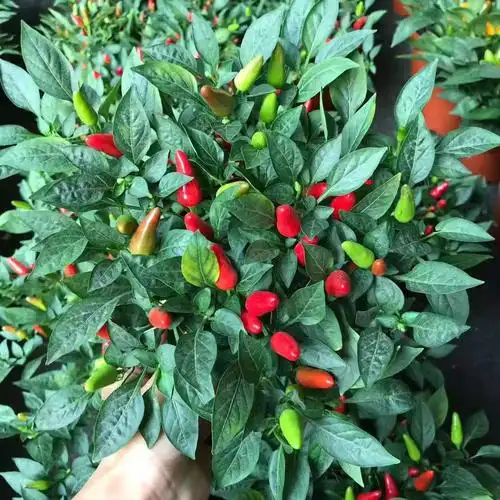 基地直供观赏椒类植物室内外小盆栽花卉绿植140朝天椒