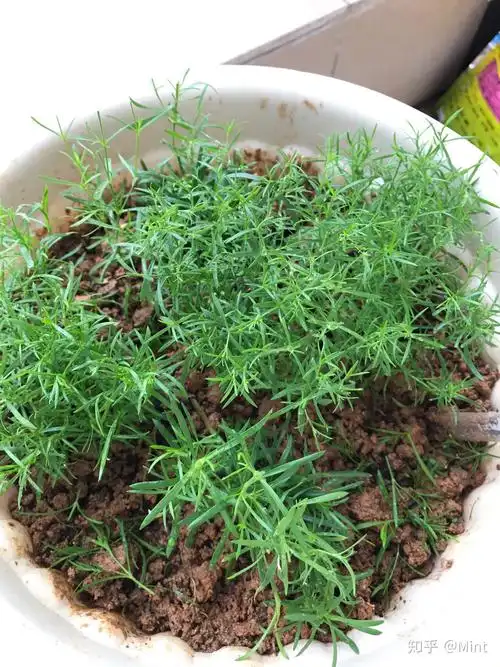 mint 的想法: #我在养花养草# 网购的满天星幼苗,在宿… - 知乎
