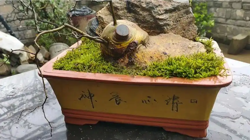 优质抱石黄金朴树两棵,喜欢吗?