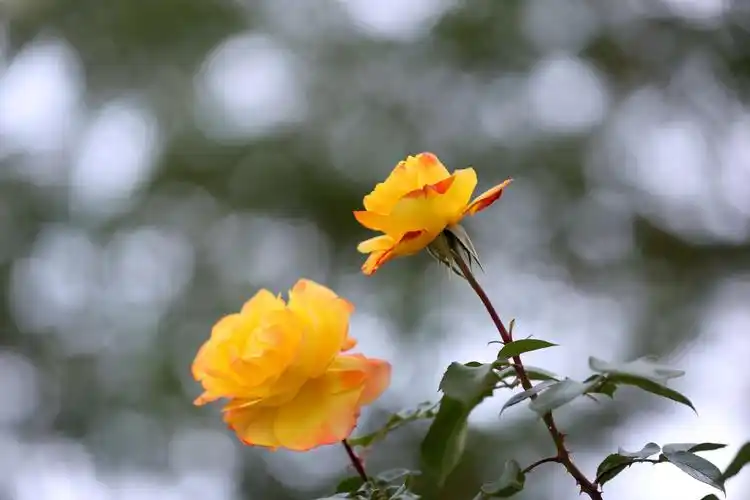 潜山道蔷薇花一道亮丽的风景线