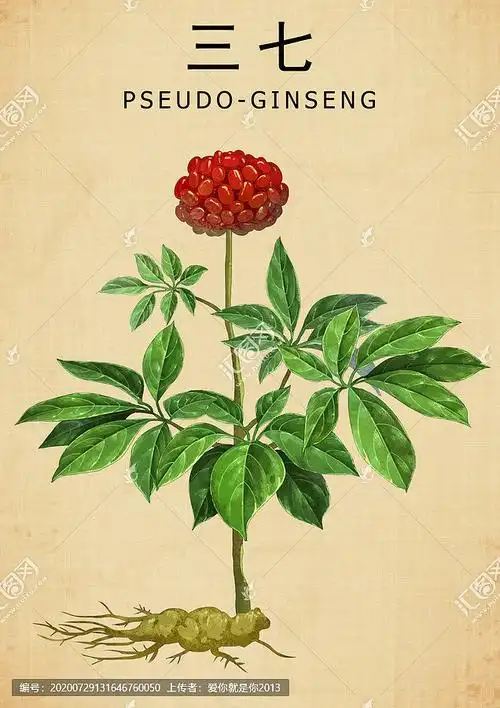 中医养生 中医文化 中草药 中草药包装插画 中药大全 人参三七 手绘