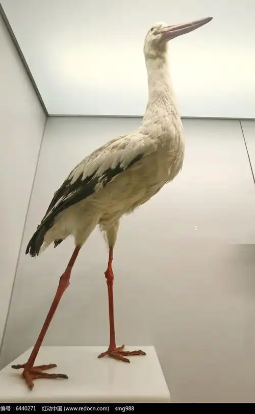 珍稀鸟类白鹤标本