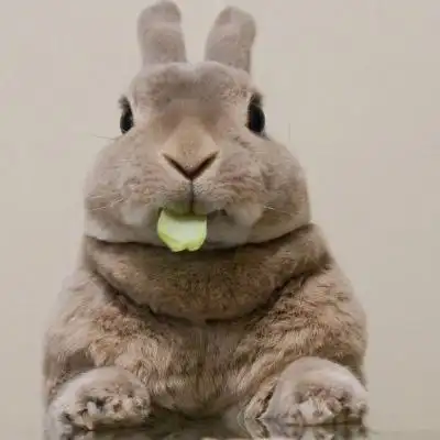 小兔子头像图片大全 小兔子微信头像可爱图片