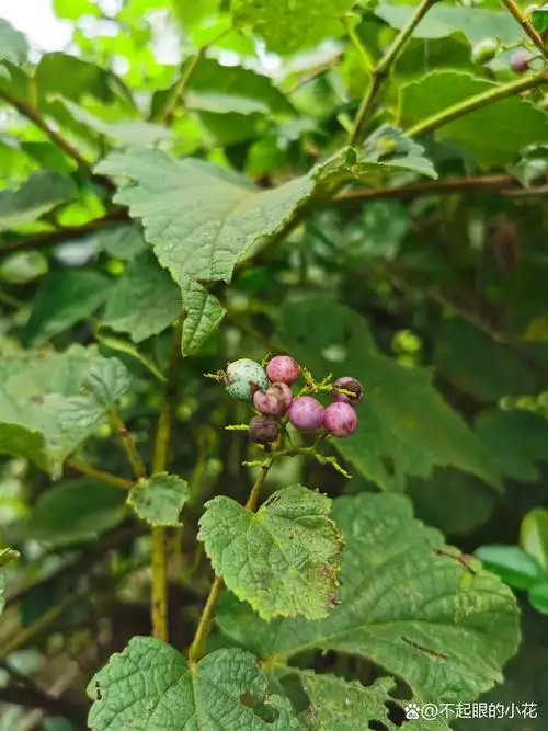 蛇葡萄,别名:蛇白蔹,假葡萄,野葡萄,山葡萄,绿葡萄,见毒消.