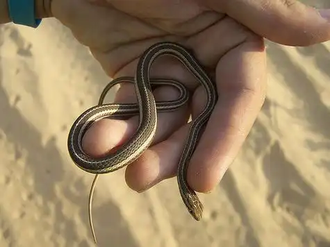 p>花条蛇,有鳞目游蛇科.