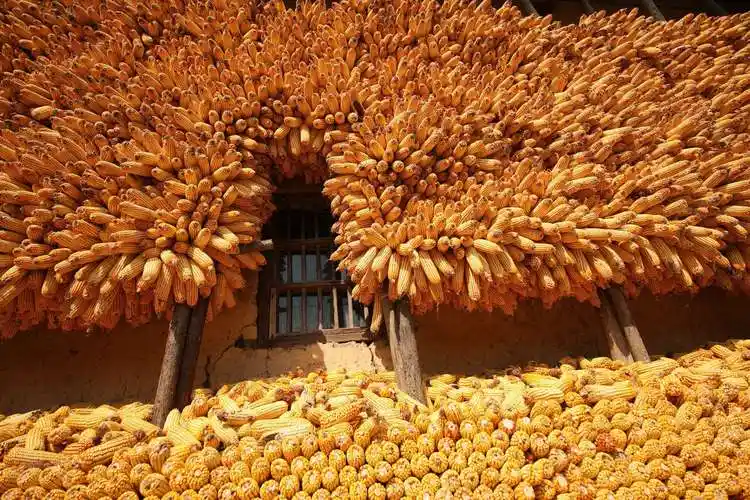 今年马宗岭玉米大丰收,达到260万斤.