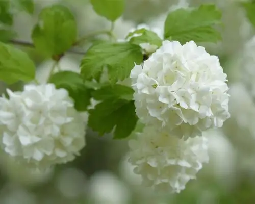 白色绣球花花序4k