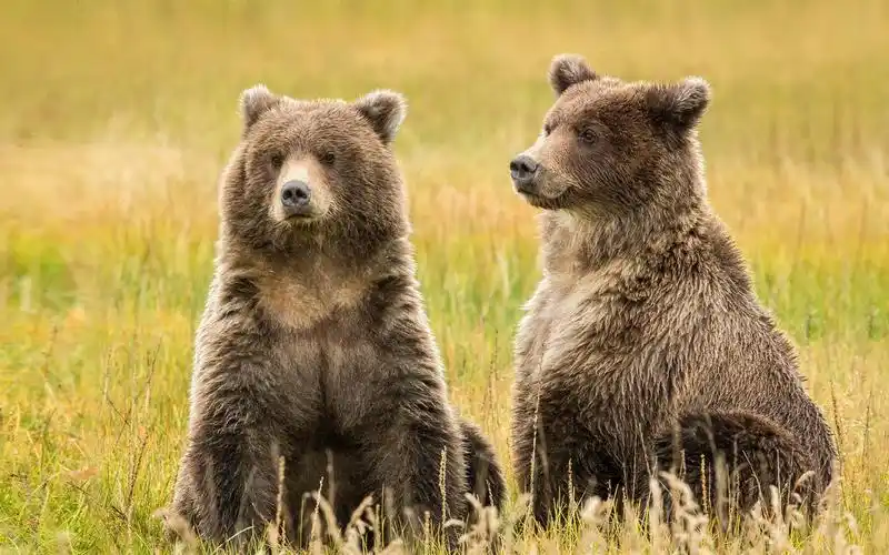 壁纸 阿拉斯加,克拉克湖,在草地上两只棕色的熊