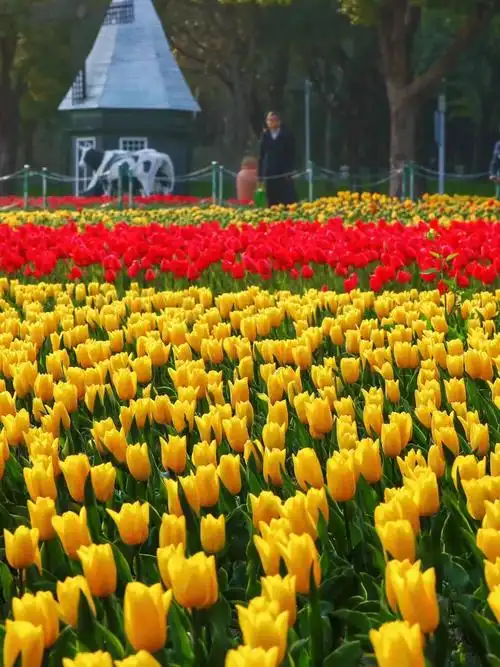 大宁公园50万株郁金香,"郁"你邂逅!_澎湃号·政务_澎湃新闻-the paper