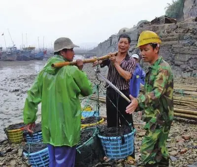 洞头网讯(记者  林晓苏  通讯员  潘鑫淼)又到一年紫菜采摘时节.