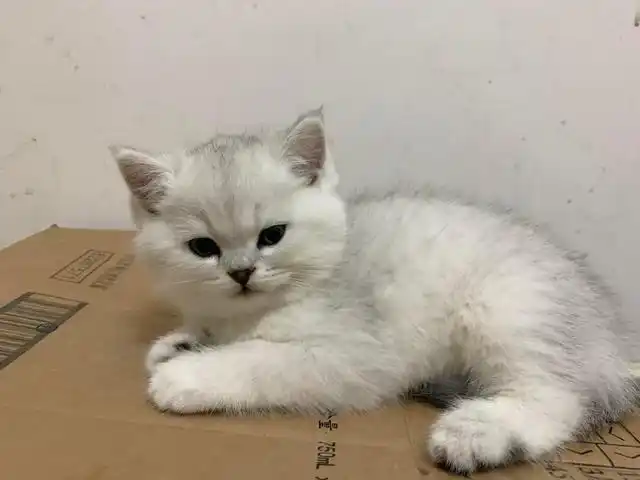 英短银渐层配种配色表?英短蓝白配种配色表