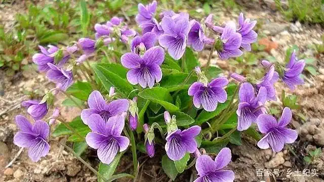 山上常见的野花,可入药也可食用,如今成为园林花卉,随处可见