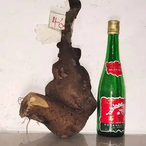 盆景下山庄朴树坨坨