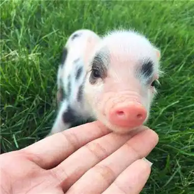 真实可爱猪头像高清图片微信真实猪头头像大全