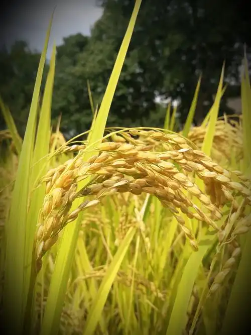 金黄色的稻穗儿,沉甸甸地低下了头.