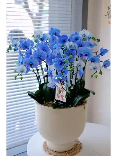 马卡龙蓝🦋蝴蝶兰 太炫酷啦