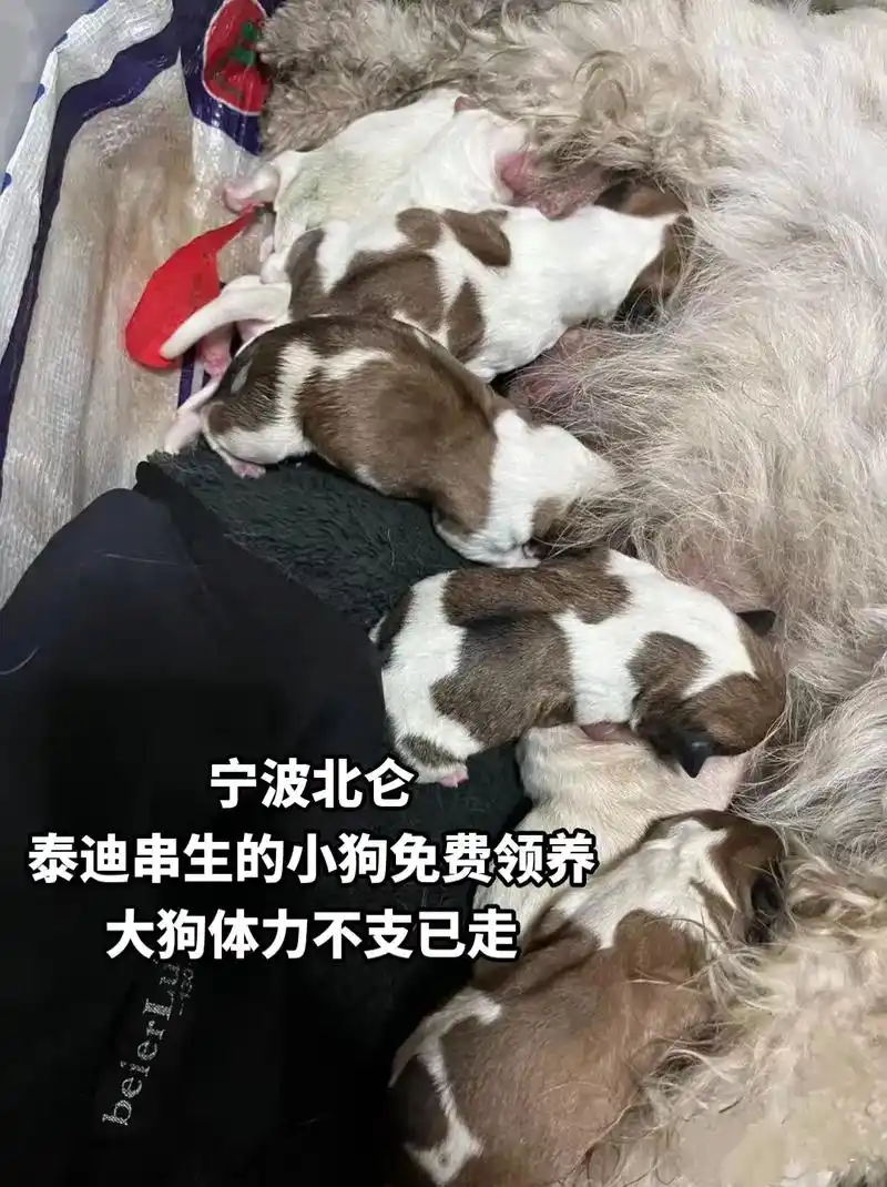 宁波北仑,小狗免费领养无偿领养,妈妈是泰迪,狗爸爸是土狗,妈 - 抖音