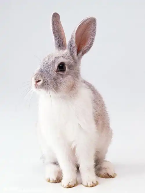 每隔3d,用1汤匙白酒和少量的姜汁调匀涂擦毛兔全身(不能擦到兔眼睛上)