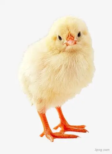 萌萌的小鸡仔png素材透明免抠图片-其他元素