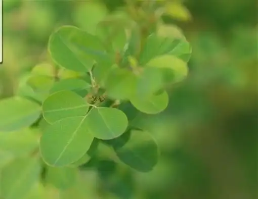 短叶胡枝子知识科普,教你轻松识别短叶胡枝子