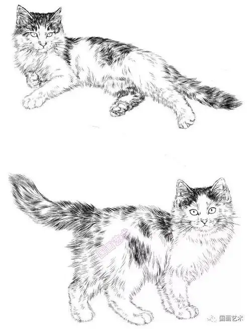 书画联盟丨白描百猫画谱选页欣赏|工笔|画家|画稿_网易订阅