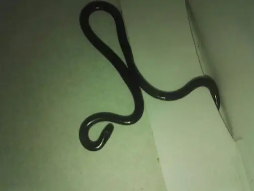 这是什么蛇?像圆珠笔笔芯那么小,全身黑色,尾巴末端有点尖.