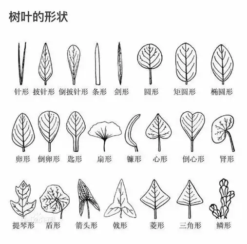 各种各样的树叶