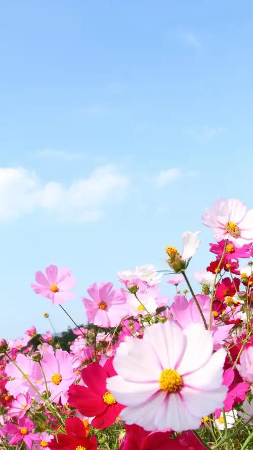 关键词 : 素材背景,蓝天素材,蓝天背景,格桑花,蓝天,文艺,小清新,简约