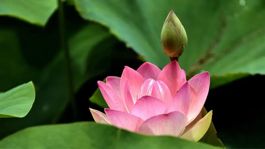 美丽的荷花在皇家植物园绽放艳丽的姿色