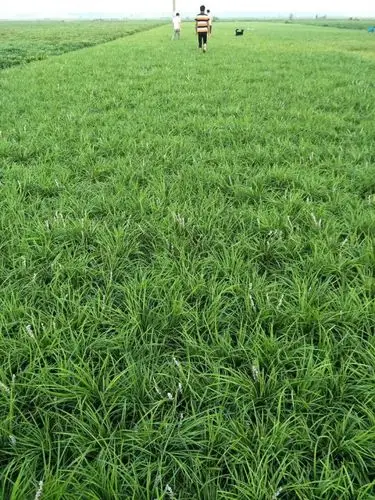 淮安基地麦冬草哪里便宜_供应产品_曹县博昊麦冬种植专业合作社