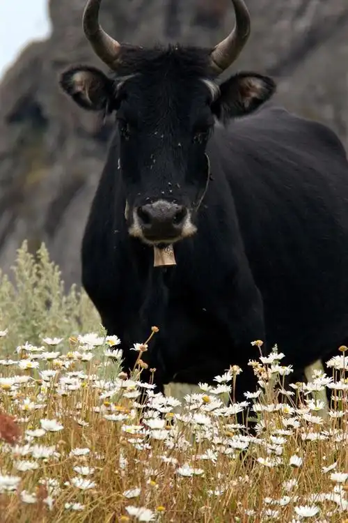 壁纸 黑牛,野花 3840x2160 uhd 4k 高清壁纸, 图片, 照片
