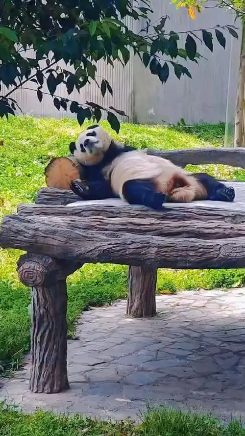 福宝舒服的葛优躺