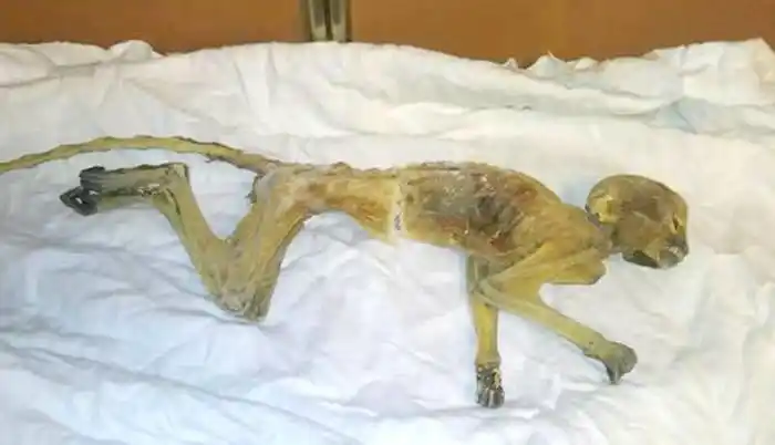 美国百年商场翻新惊见木乃伊化蜘蛛猴