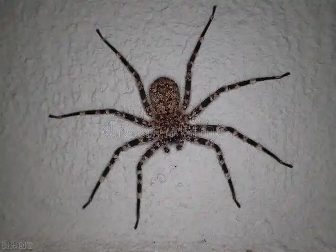 室内常见的几种蜘蛛室内蜘蛛种类