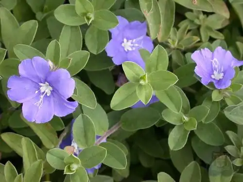 jpg 土丁桂  全株有细毛,花为蓝色(蔡秀锦摄)