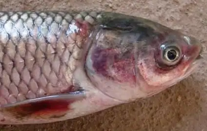 草鱼出血病用什么药最好药?