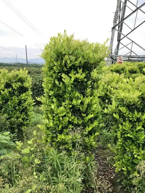 金森女贞柱介绍