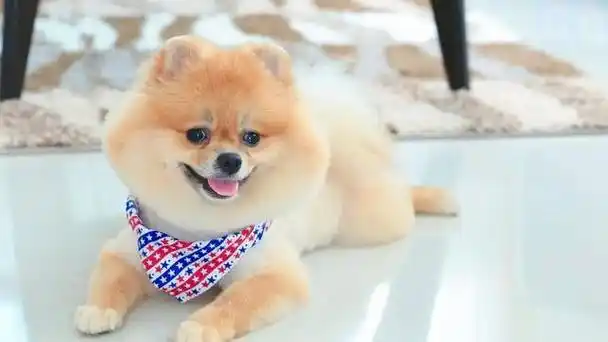 博美犬,这种小巧玲珑,活泼可爱的犬种,平均寿命通常在十四至二十年