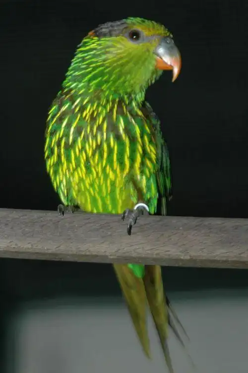鹦形目·鹦鹉科·棕榈吸蜜鹦鹉属:纵纹吸蜜鹦鹉