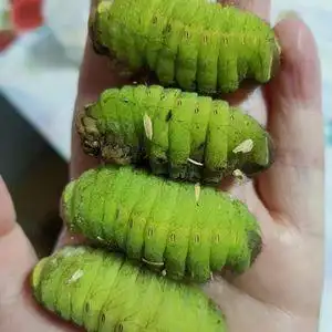 顺丰东北柞蚕 新鲜绿蚕虫 青蚕 鲜活冷冻 蚕宝宝 净蚕 无需挤粪便
