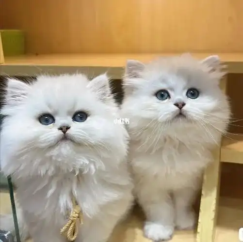 96炒鸡可爱仙女猫金吉拉一窝在售,价格便宜,05价888一直随意挑选.