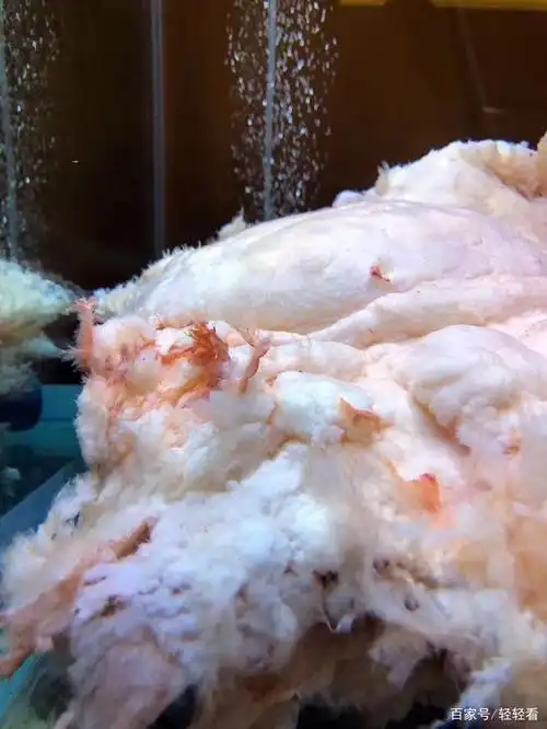 太岁是什么东西?为什么大家都在传!