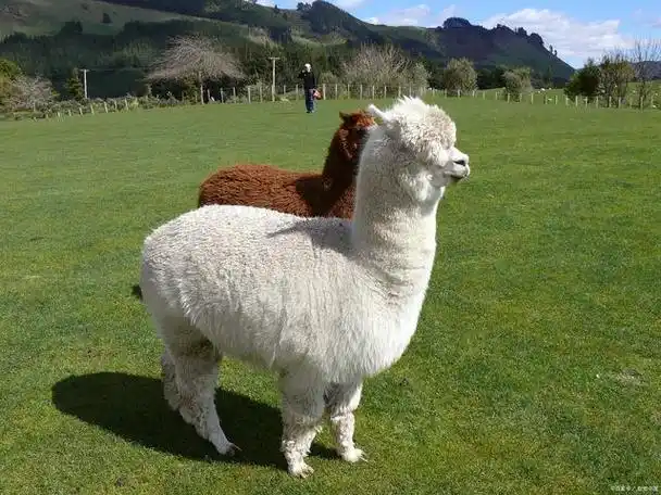 羊驼吐口水说明什么