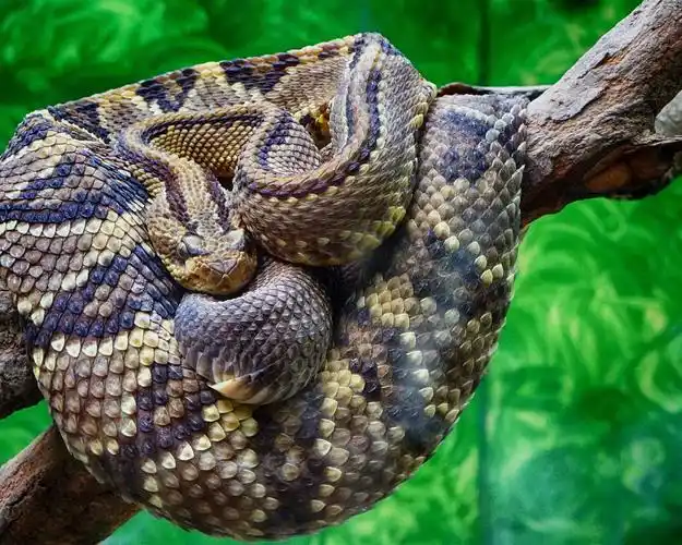 响尾蛇特写镜头,蛇,鳞,树 桌布 | 1280x1024 桌布下载 | hk.best-wall